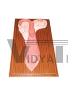 The dissection model of sheep uterus(2parts)